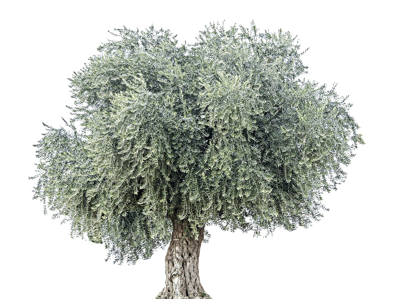 olive-tree